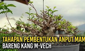 Bonsai Anting Putri Mame Juara